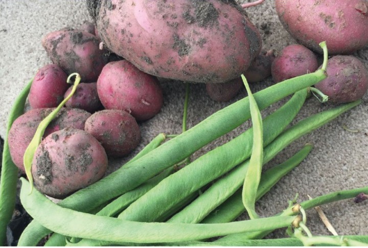 allotmentPotsbeans