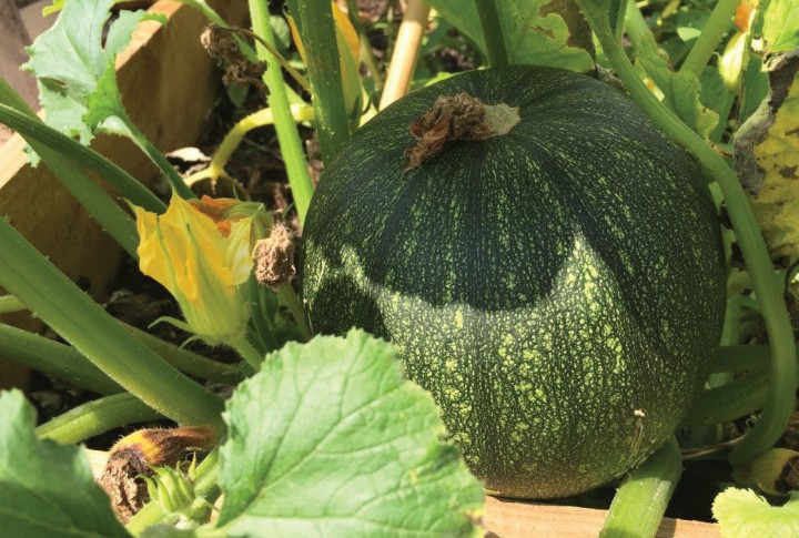 allotmentPumkin