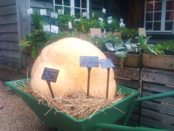 Giant-pumpkins-at-Sissinghurst