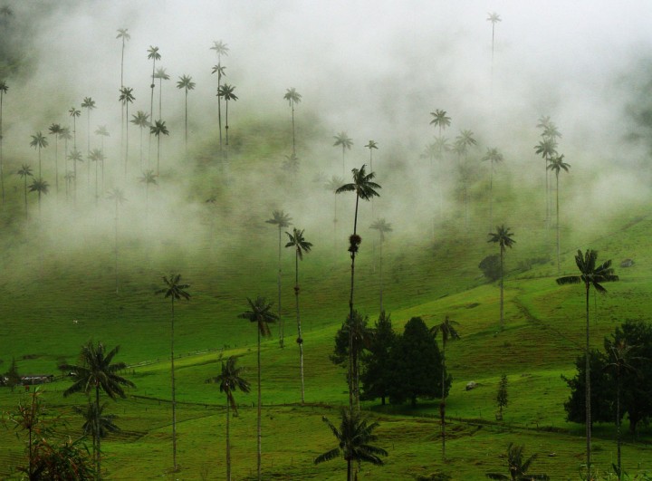 SumakValle-del-Cocora-in-the-Coffee-Region,-Colombia-(pic-by-Zaia)